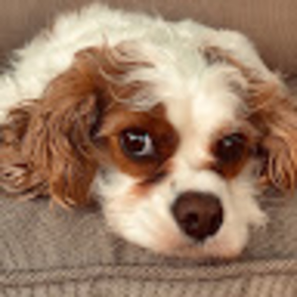 Meet your Posher, Paula